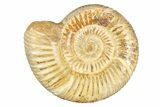 Polished Jurassic Ammonite (Perisphinctes) - Madagascar #256014-1